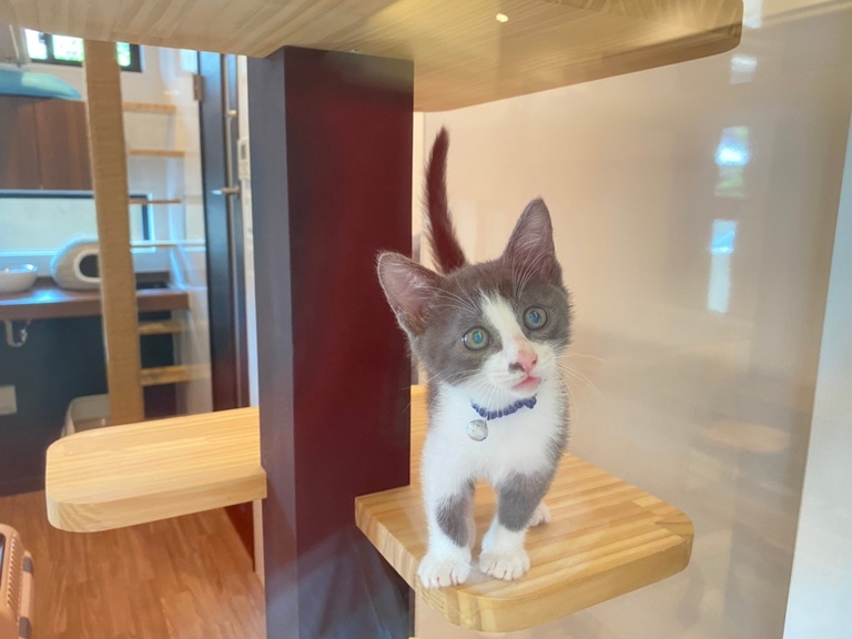 猫と暮らす家。猫舎。廣瀬慶二設計。