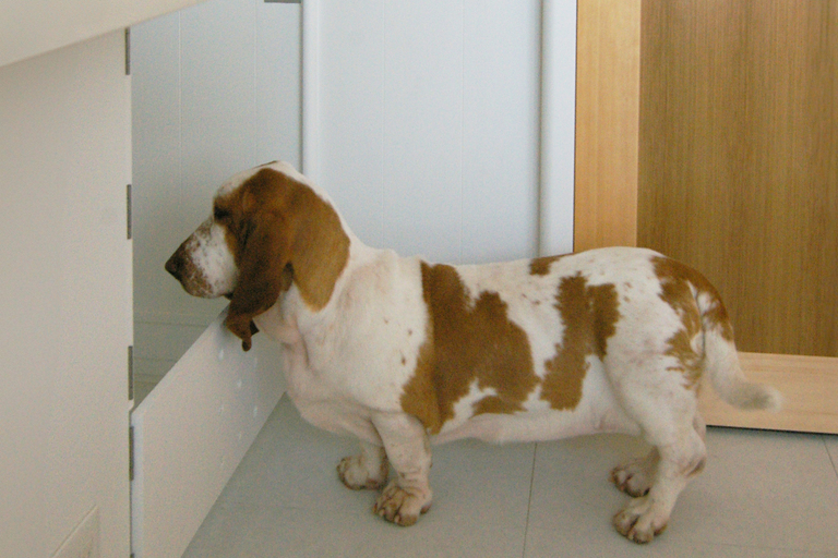 犬と暮らす家。バセットハウンドと暮らす家の設計実例。廣瀬慶二設計。