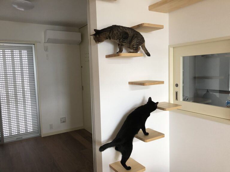 猫と暮らす家。猫ステップ。廣瀬慶二設計。