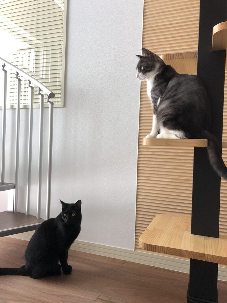 猫と暮らす家。キャットツリー01。廣瀬慶二設計。