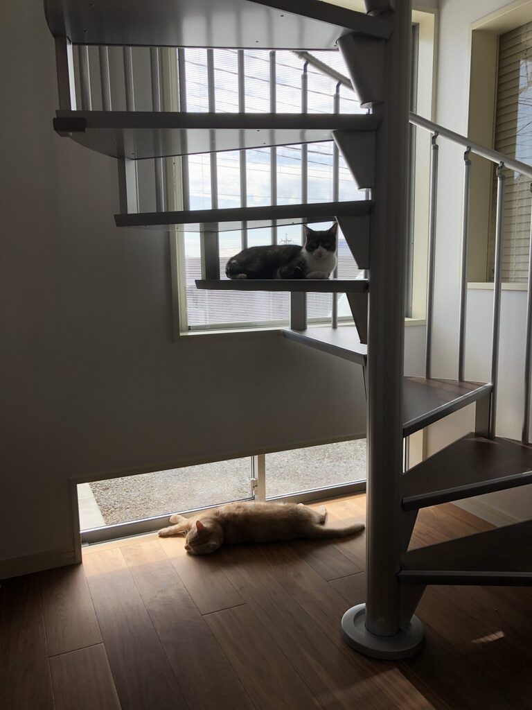 猫と暮らす家。螺旋階段と地窓。廣瀬慶二設計。