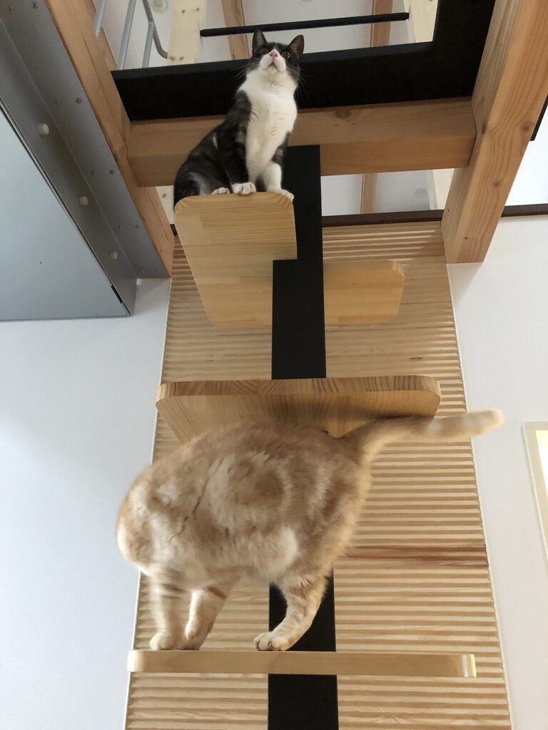 猫と暮らす家。キャットツリー02。廣瀬慶二設計。