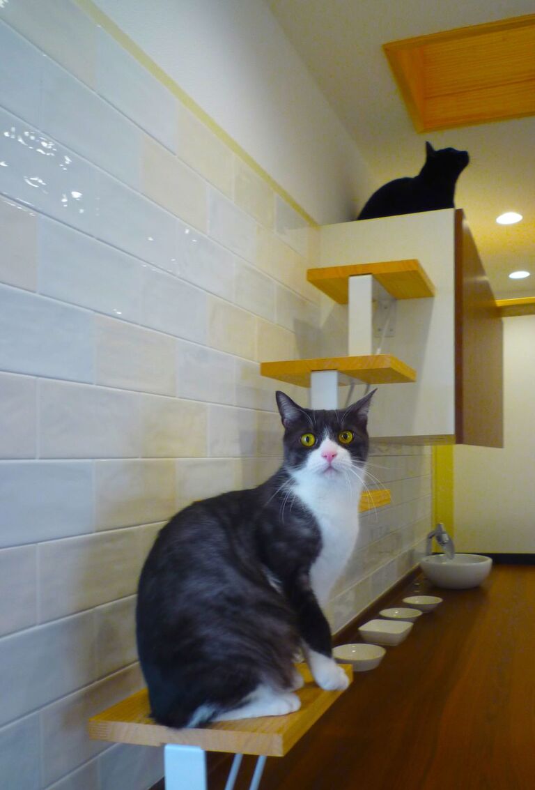 猫と暮らす家。猫ダイニング。廣瀬慶二設計。