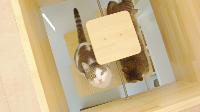 猫と暮らす家。2階猫部屋の床の猫穴から下を覗き込む猫。廣瀬慶二設計。