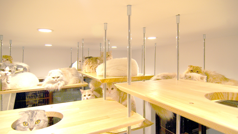 猫と暮らす家。フロート型キャットウォーク。廣瀬慶二設計。