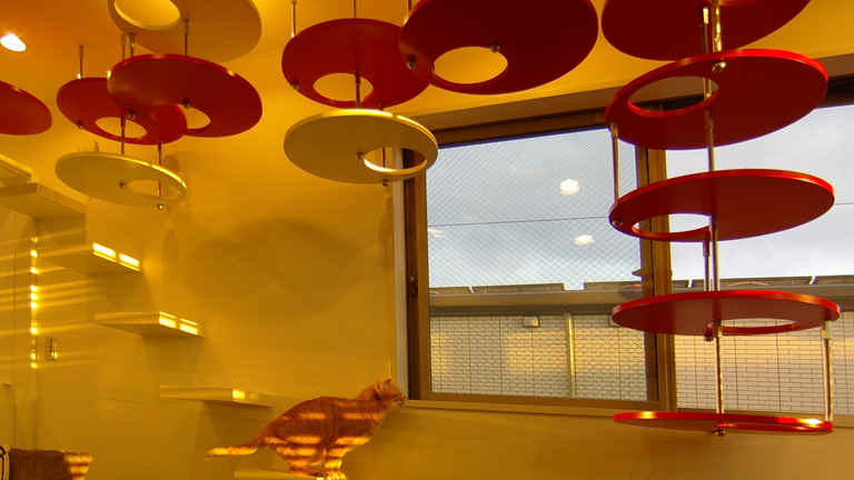 猫と暮らす家。円盤型キャットウォーク。廣瀬慶二設計。