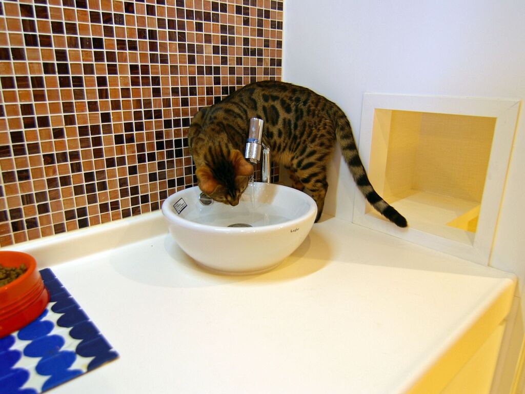 猫の水飲み場