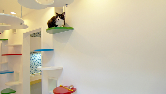 広めの廊下に設けたカラフルな猫ステップ