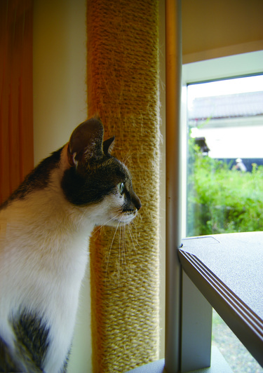 窓の外を見る猫