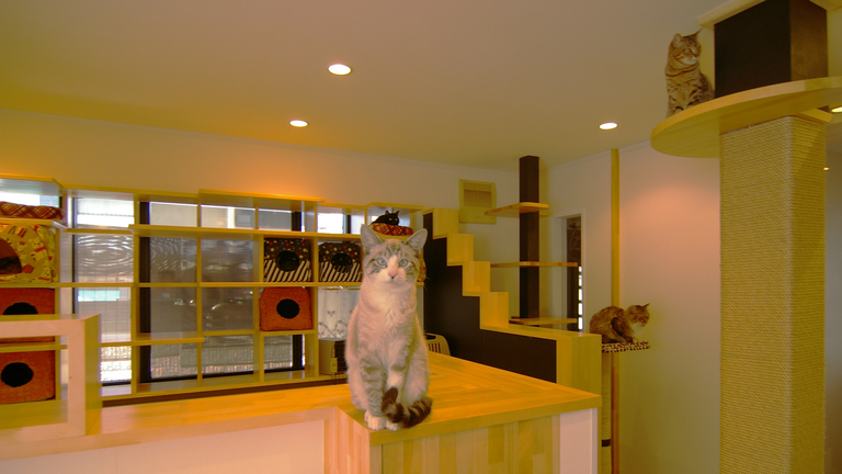 猫と暮らす家。猫階段収納家具。廣瀬慶二設計。