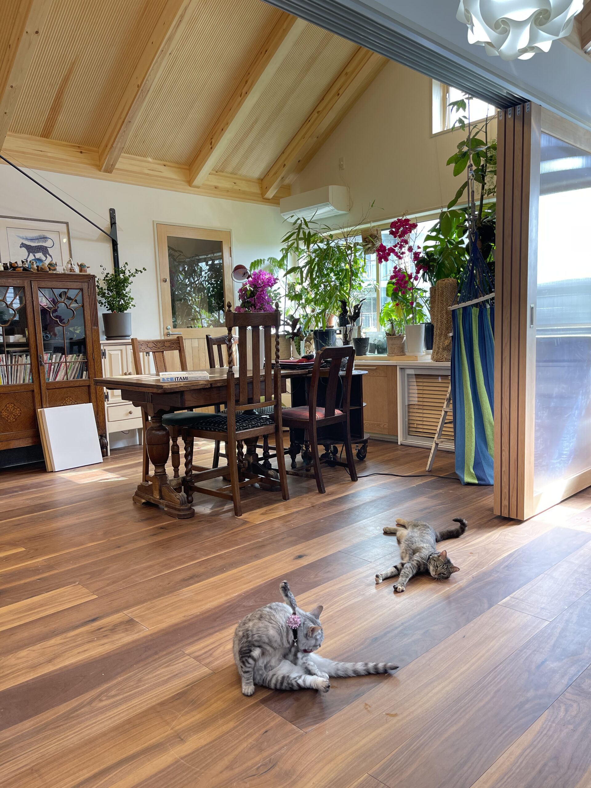 床に落ちている猫