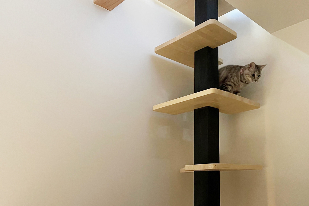 猫と暮らす家　環境の中の神秘と迷路｜キャットタワーから見下ろす猫