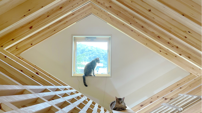 猫と暮らす家。メインキャットウォーク。廣瀬慶二設計。