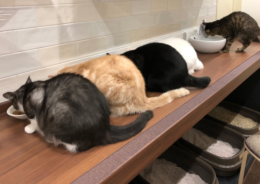 猫トイレ、猫ダイニング