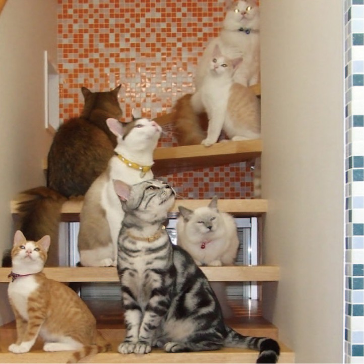 犬と猫と暮らす家の情景