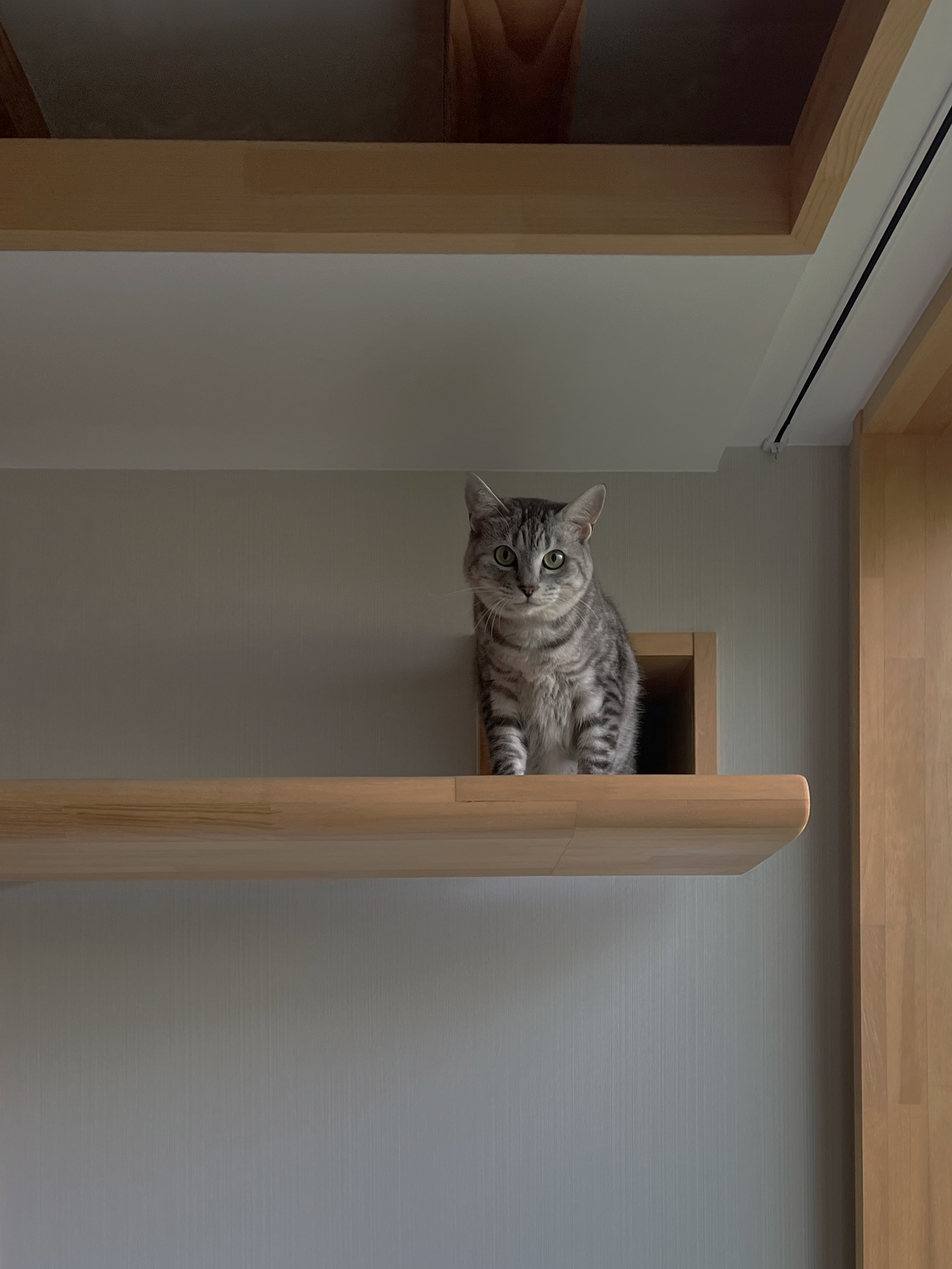 キャットウォーク