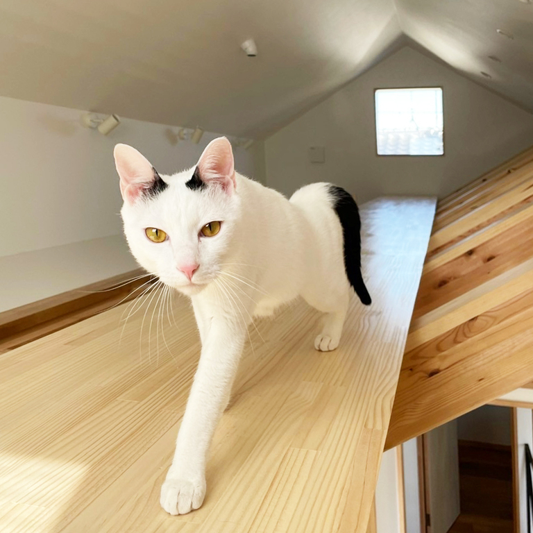 猫と暮らす家。小屋裏のメインキャットウォークを悠々と歩く猫。。廣瀬慶二設計。