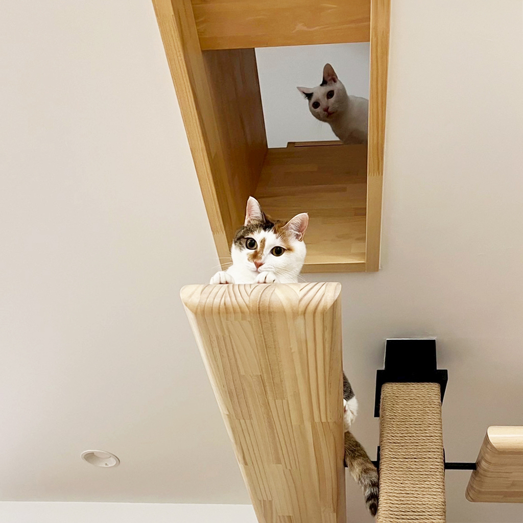 キャットウォークから直接2階にアクセスできる天井の猫穴