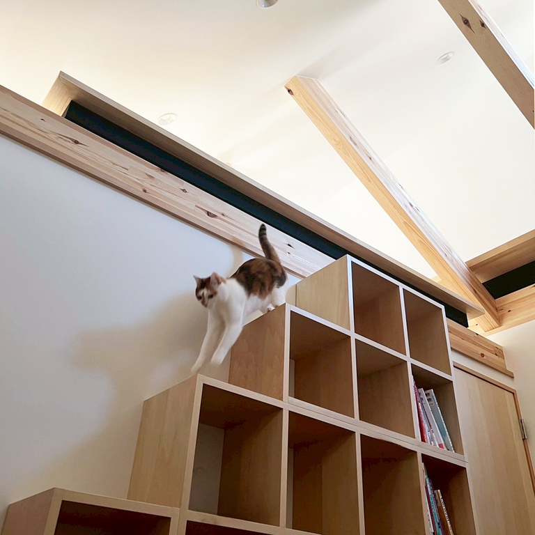 猫と暮らす家。The Cat's House OZ邸。階段状本棚を軽やかに駆ける猫。。廣瀬慶二設計。