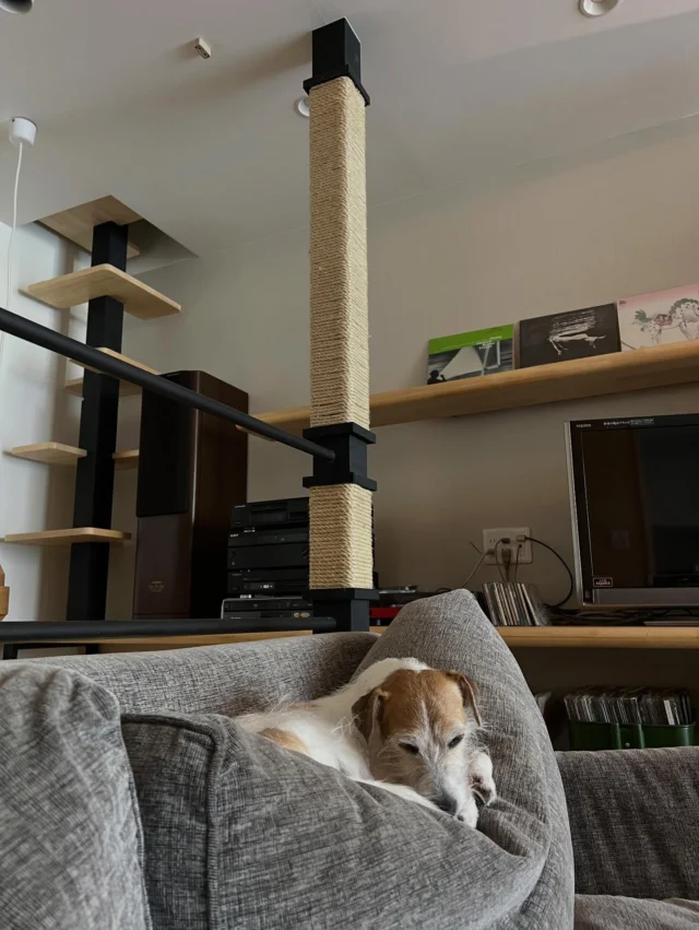 みんなソファーの使い方が間違ってる。

#ペット共生住宅
#犬と暮らす家
#猫と建築家
#猫の家
#猫仕様
#猫仕様の家
#キャットウォーク
#キャットツリー
#猫のいる暮らし
#猫との暮らし
#猫がいる生活
#猫生活
#猫多頭飼い
#猫
#ねこ
#catstagram
#cat
#housing
#interior
#ファウナプラスデザイン
#廣瀬慶二