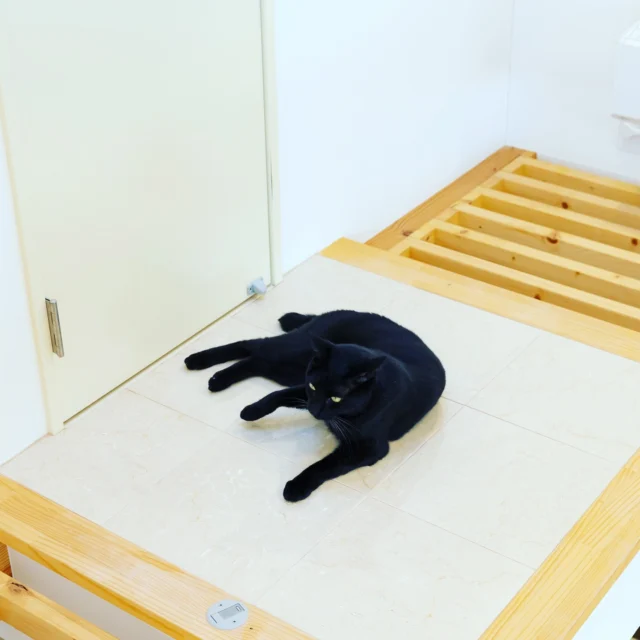 ピンポイントで陽があたるようになっている猫の居場所

＃猫と暮らす家
＃犬猫専門建築家
＃注文住宅
＃設計事務所
＃廣瀬慶二