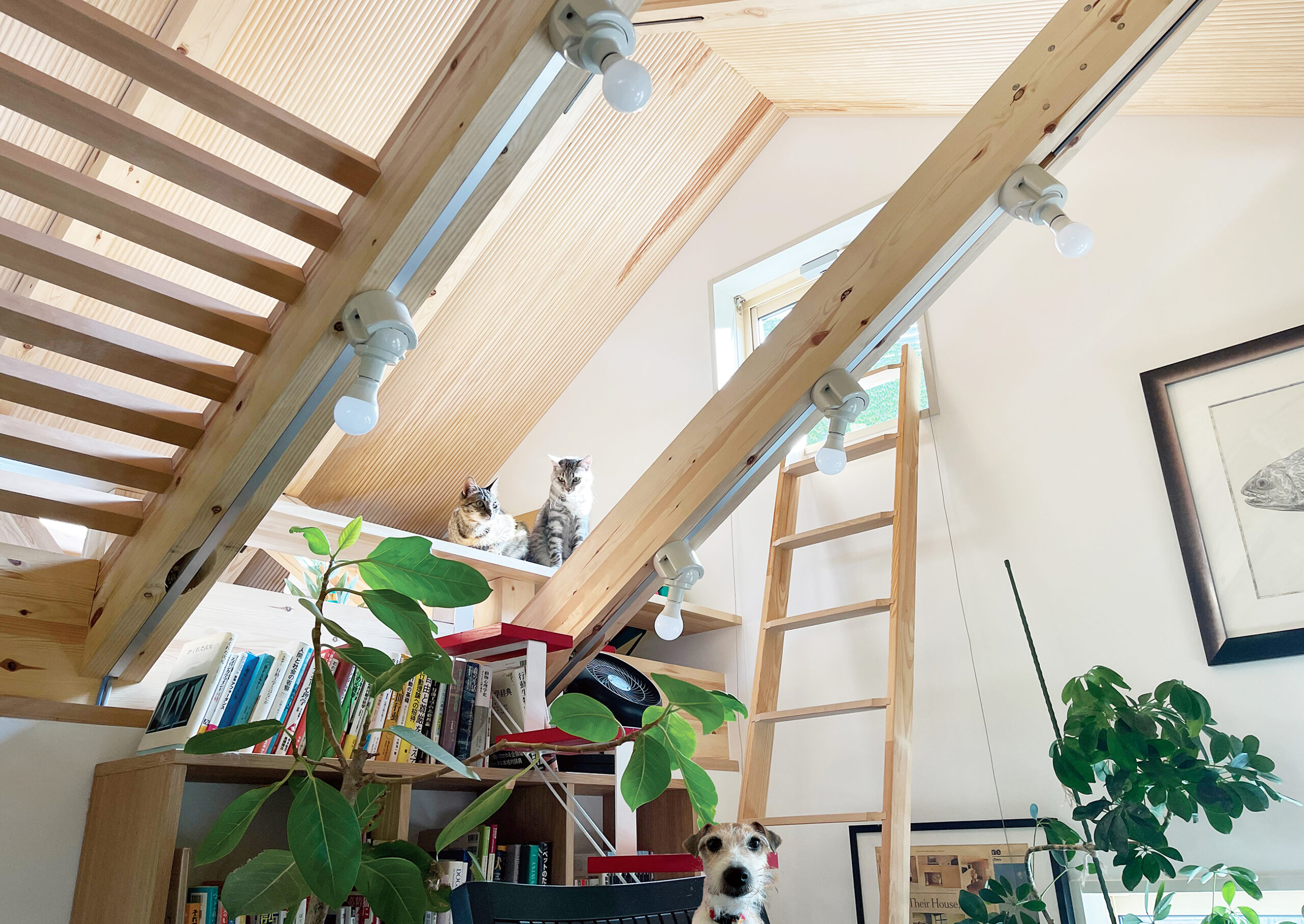 犬と猫と暮らす家のヒーロー画像