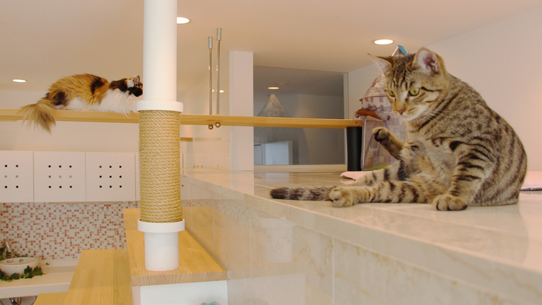 猫と暮らす家。猫の岩盤浴場。自然素材の床暖房でくつろぐ猫たち。廣瀬慶二設計。